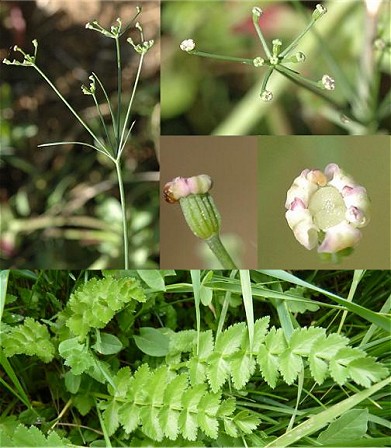 Froriepia subpinnata